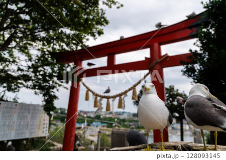 蕪嶋神社とウミネコたち 〜金運祈願のパワースポット 蕪嶋神社とウミネコたち 〜金運祈願のパワースポット 128093145