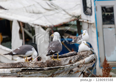 ウミネコの楽園 ― 繁殖期を迎えた蕪嶋神社 ウミネコの楽園 ― 繁殖期を迎えた蕪嶋神社 128093588