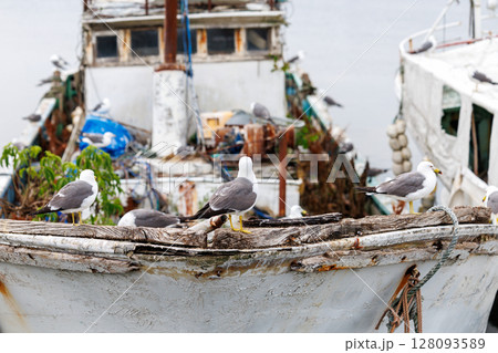 ウミネコの楽園 ― 繁殖期を迎えた蕪嶋神社 ウミネコの楽園 ― 繁殖期を迎えた蕪嶋神社 128093589