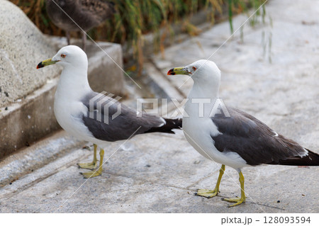 ウミネコの楽園 ― 繁殖期を迎えた蕪嶋神社 ウミネコの楽園 ― 繁殖期を迎えた蕪嶋神社 128093594