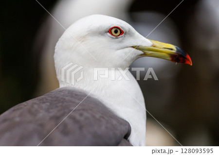 ウミネコの楽園 ― 繁殖期を迎えた蕪嶋神社 128093595