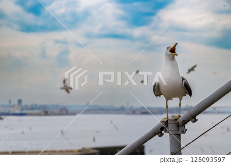 ウミネコの楽園 ― 繁殖期を迎えた蕪嶋神社 128093597