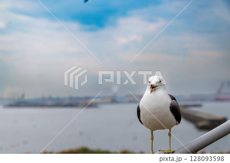 ウミネコの楽園 ― 繁殖期を迎えた蕪嶋神社 ウミネコの楽園 ― 繁殖期を迎えた蕪嶋神社 128093598