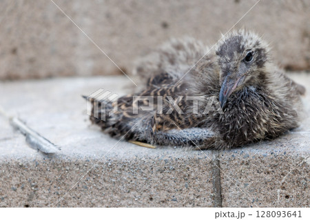 ウミネコの幼鳥 ― 命が芽吹く蕪嶋神社 128093641