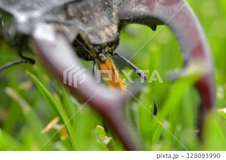 Macro shot of a European stag beetle in the grass. Close-up of the large mandibles of a male. Concept of endangered species and protected insects. Macro shot of a European stag beetle in the grass. Close-up of the large mandibles of a male. Concept of endangered species and protected insects. 128093990