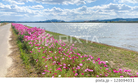 福岡県の遠賀川に咲くコスモス畑 128094031