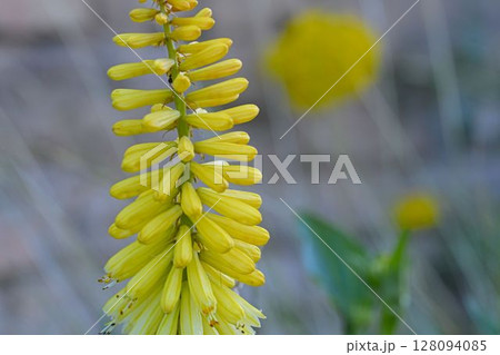 Kniphofia is a genus of flowering plants commonly known as red-hot pokers or torch lilies.  Common names include tritoma, red hot poker, torch lily and poker plant. Side view, macro shot, close-up, 128094085