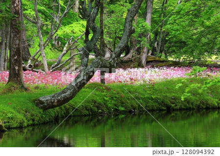 絶景のクリンソウ畑<奥日光・千手ヶ浜> 絶景のクリンソウ畑<奥日光・千手ヶ浜> 128094392