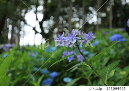 森の中の紫色の紫陽花 128094463
