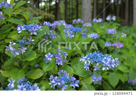 森の中に咲く青いガクアジサイ 森の中に咲く青いガクアジサイ 128094471
