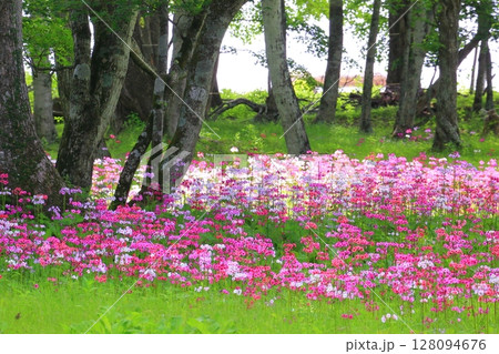 絶景のクリンソウ畑＜奥日光・千手ヶ浜＞ 128094676