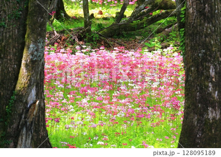 絶景のクリンソウ畑＜奥日光・千手ヶ浜＞ 128095189