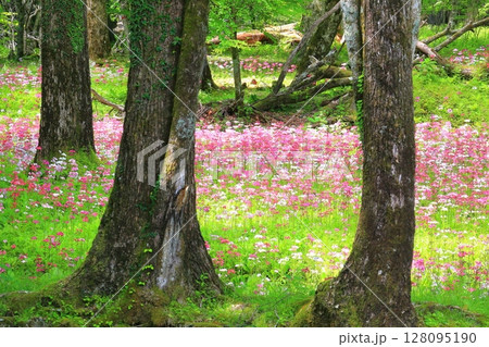 絶景のクリンソウ畑＜奥日光・千手ヶ浜＞ 128095190