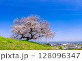 丘の上に咲く満開の桜 128096347