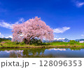 水辺に咲く満開の桜 128096353