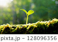 苔の上に生える新芽 128096356