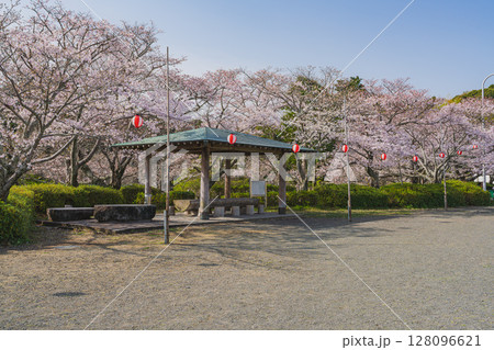 静岡市の清水船越堤公園の桜の風景(静岡県) 静岡市の清水船越堤公園の桜の風景(静岡県) 128096621