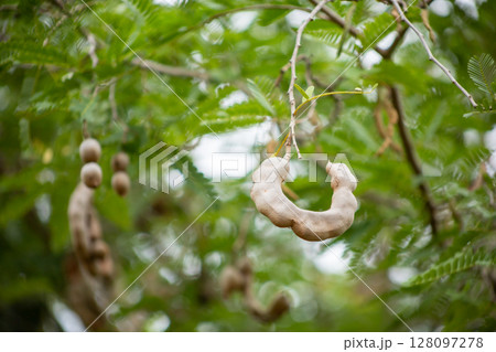 Tamarind Pod tree in the field Tamarind Pod tree in the field 128097278