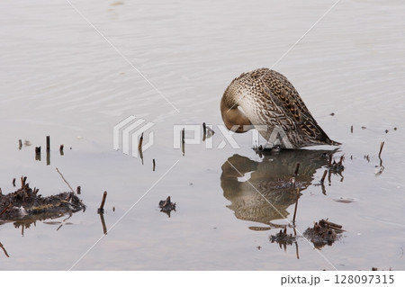 羽繕いをする北海道の春に訪れるオナガガモのメス 128097315
