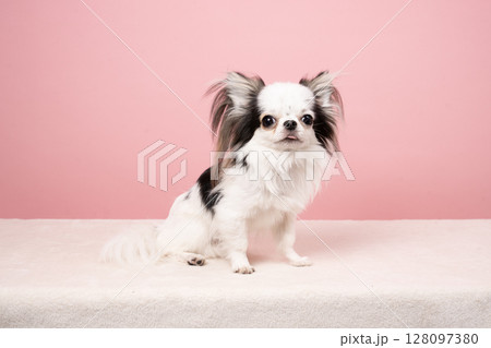 ピンクバックとチワワのパスタ ピンクバックとチワワのパスタ 128097380