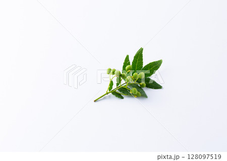 新鮮な山椒 128097519