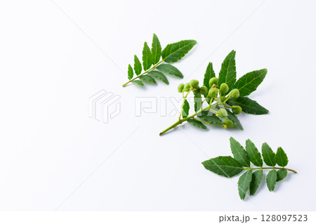 新鮮な山椒 128097523