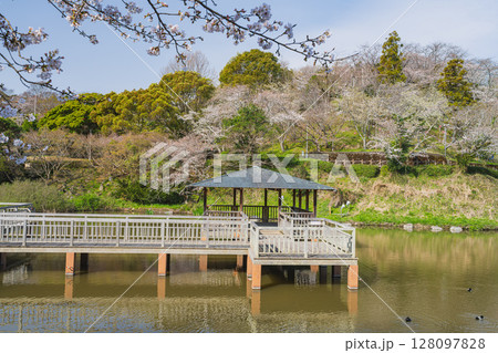 静岡市の清水船越堤公園の桜の風景(静岡県) 128097828
