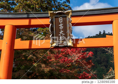 日吉大社の鳥居と鮮やかな紅葉のクローズアップ。滋賀県、大津市、坂本 128098100
