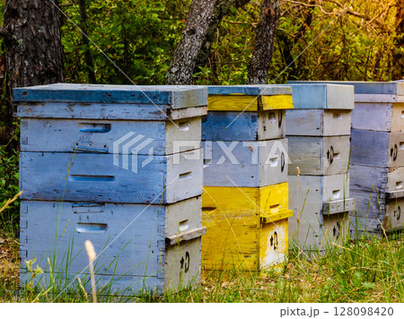 Bee hives in green forest. Beekeeping. 128098420
