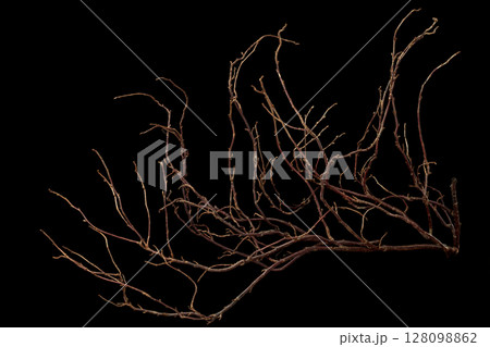 The intricately entwined withered branch of a bush on a black background. 128098862
