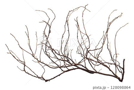 The intricately entwined withered branch of a bush on a white background. 128098864