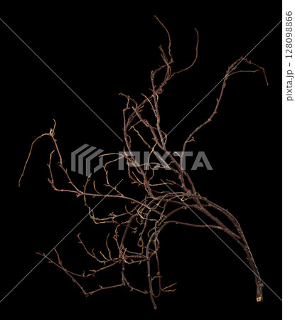 The intricately entwined withered branch of a bush on a black background. 128098866