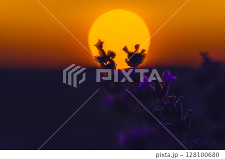 Lavender Sunset Field: Plants bloom during golden hour for aromatherapy essence under soft light. 128100680
