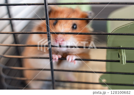 Hamster cage pet: Cute hamster peeks curiously from cage indoors in daytime for attention. 128100682