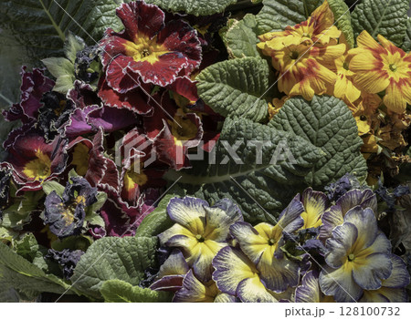 Multicolor primula with Starflame antique shades, Marietta and Flamenco deep purple white edge. 128100732