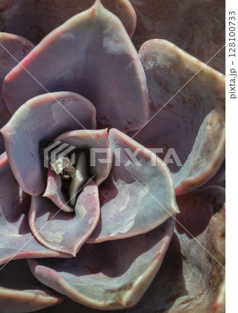 Top view of Echeveria Perle von Nurnberg (Flat rosettes) Succulent plant with purple and pink- grey leaves. Top view of Echeveria Perle von Nurnberg (Flat rosettes) Succulent plant with purple and pink- grey leaves. 128100733