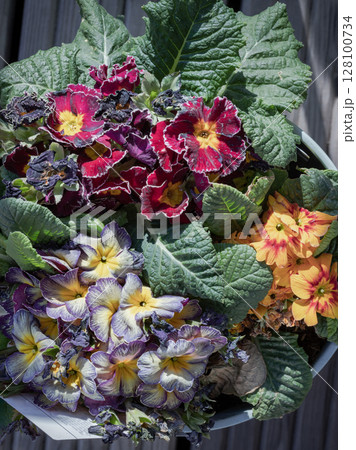 Multicolor primula with Starflame antique shades, Marietta and Flamenco deep purple white edge. Multicolor primula with Starflame antique shades, Marietta and Flamenco deep purple white edge. 128100734