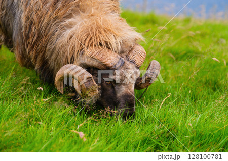 Highland sheep in a meadow. Faroe Islands, Denmark. View of the field and animal. Highland sheep in a meadow. Faroe Islands, Denmark. View of the field and animal. 128100781