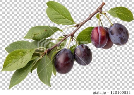 Plum branch with ripe purple fruits and green leaves fresh harvest, sweet fruit, nature growth, organic farming Plum branch with ripe purple fruits and green leaves fresh harvest, sweet fruit, nature growth, organic farming 128100835