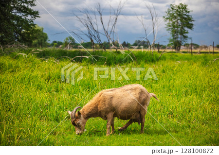 Brown goat grazing on lush green grass in a rural field under a cloudy sky, surrounded by tall vegetation and distant trees 128100872