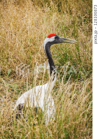 White-naped crane with red crown and black neck stands in tall dry grass, captured in profile in its natural habitat White-naped crane with red crown and black neck stands in tall dry grass, captured in profile in its natural habitat 128100873