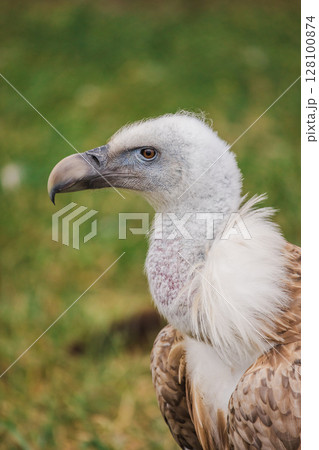 Close-up portrait of a griffon vulture with white head, bare neck, and sharp curved beak, standing against a grassy background 128100874