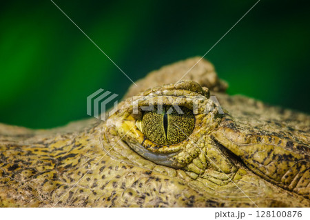 Extreme close-up of a caiman's textured eye with intricate patterns and vertical slit pupil against a vivid green background 128100876