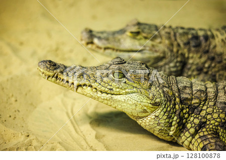 Close-up of two crocodilian caimans lying on sandy ground, showing detailed scaly texture and sharp features in natural lighting 128100878