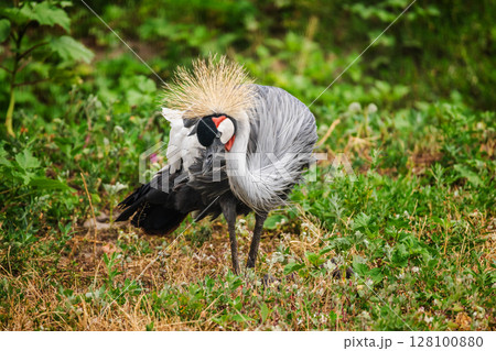 Grey crowned crane preening its feathers in a grassy field, displaying its golden crown and elegant plumage in a graceful pose Grey crowned crane preening its feathers in a grassy field, displaying its golden crown and elegant plumage in a graceful pose 128100880