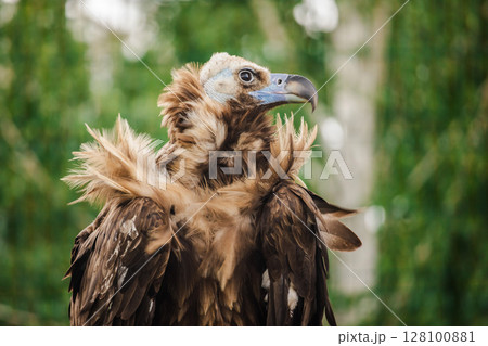Cinereous vulture with ruffled feathers and strong curved beak stands alert against a soft green forest background 128100881