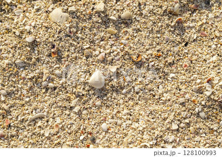 Detailed texture of sand and shell pieces on beach with warm sunlight soft natural tone Detailed texture of sand and shell pieces on beach with warm sunlight soft natural tone 128100993