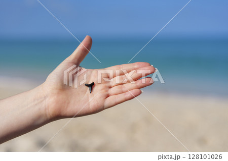 Close up of hand holding shark tooth against sandy Gulf coast background with sea horizon Close up of hand holding shark tooth against sandy Gulf coast background with sea horizon 128101026