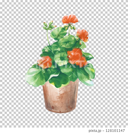 A hand-drawn flower pot with geraniums. Watercolor illustration isolated on white. Clay pot template with a red flower. Clipart. Gardening. A houseplant. A hand-drawn flower pot with geraniums. Watercolor illustration isolated on white. Clay pot template with a red flower. Clipart. Gardening. A houseplant. 128101147