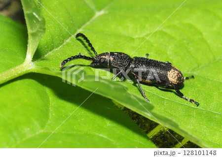 ナガフトヒゲナガゾウムシ 128101148